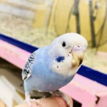 【最新画像更新☆☆】ＴＨＥ定番カラー・・・　セキセイインコ