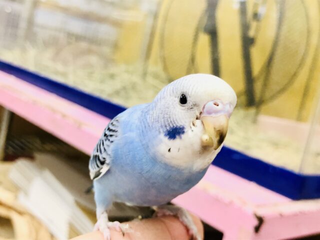 【最新画像更新☆☆】ＴＨＥ定番カラー・・・　セキセイインコ