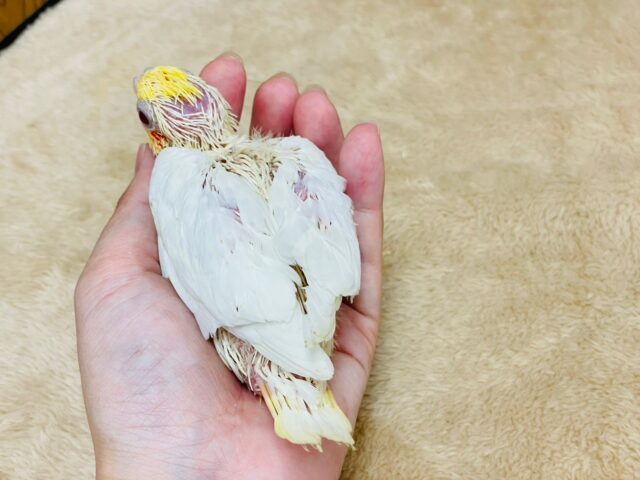 オカメインコ