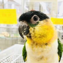 【最新画像更新☆☆】甘ったれワクワクちゃん♪♪　ズグロシロハラインコ