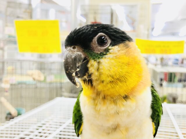 【最新画像更新☆☆】甘ったれワクワクちゃん♪♪　ズグロシロハラインコ