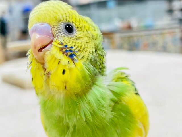 セキセイインコ