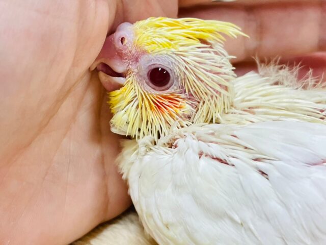 うるうるお目目〜💓オカメインコ（ルチノー）ヒナ