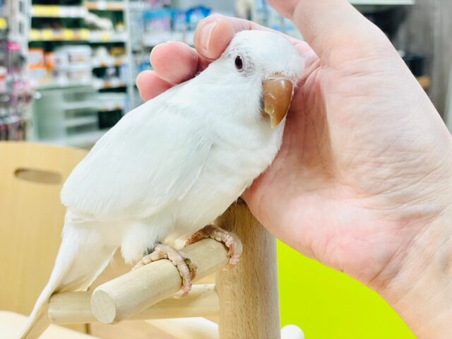 オキナインコ