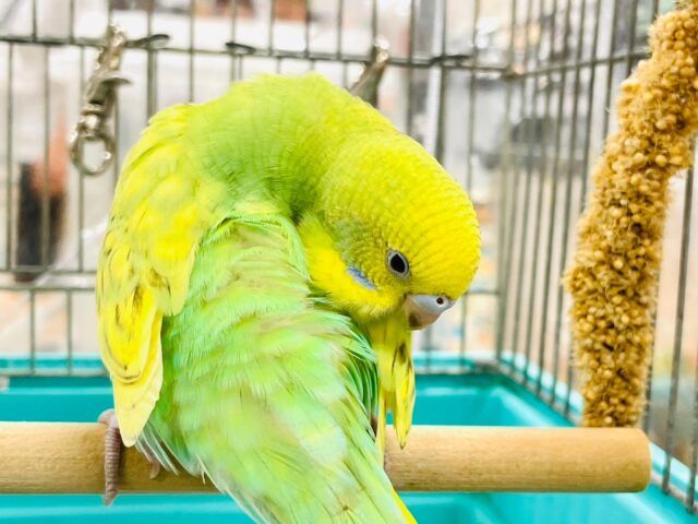 セキセイインコ