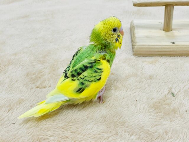 セキセイインコ