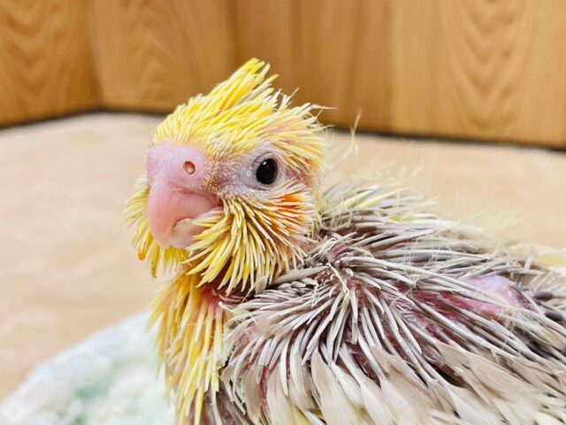 地肌の見えるヒナヒナちゃん♡オカメインコ（シナモンパイド）ヒナ