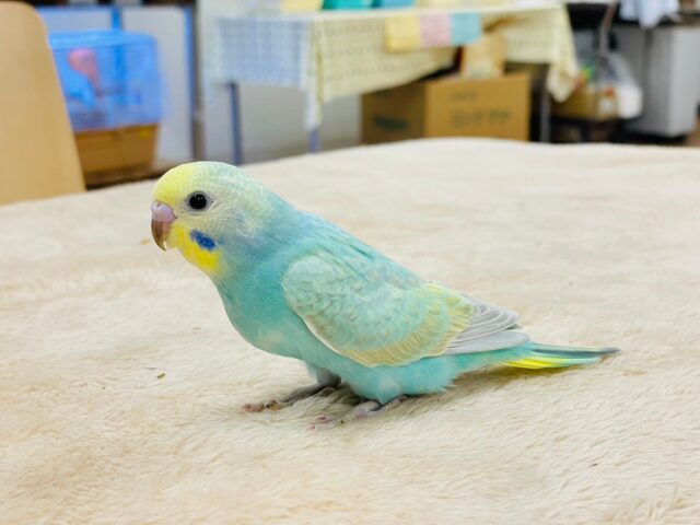 セキセイインコ