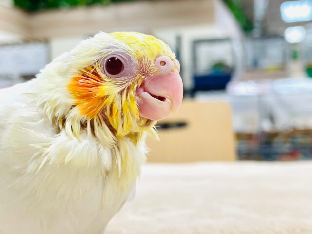 オカメインコ