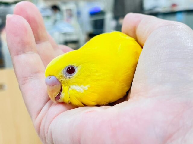 セキセイインコ