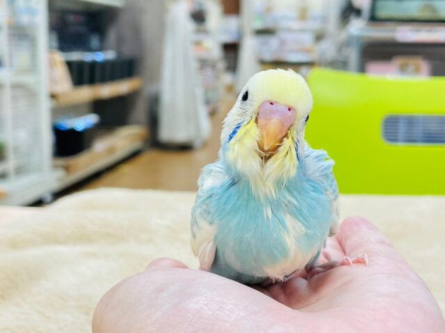 セキセイインコ