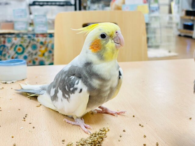 オカメインコ