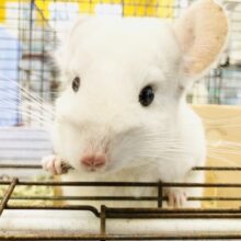 まっ白ボディにワンポイント模様？？　チンチラ