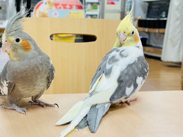 オカメインコ