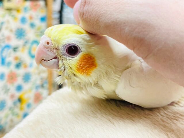 オカメインコ