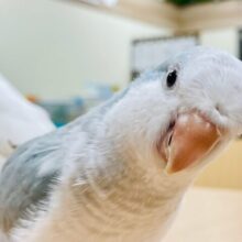 【最新画像更新🪄】綺麗なカラーの甘えんぼっ♡オキナインコ（ブルーオパーリン）