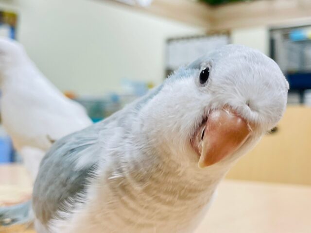 【最新画像更新🪄】綺麗なカラーの甘えんぼっ♡オキナインコ（ブルーオパーリン）