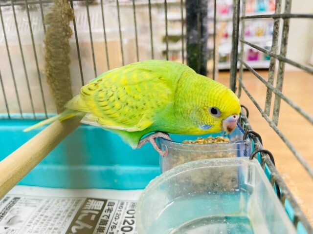 セキセイインコ