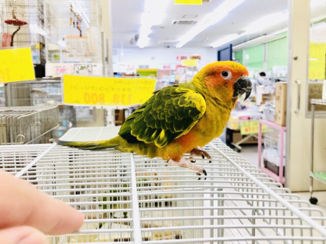 コガネメキシコインコ