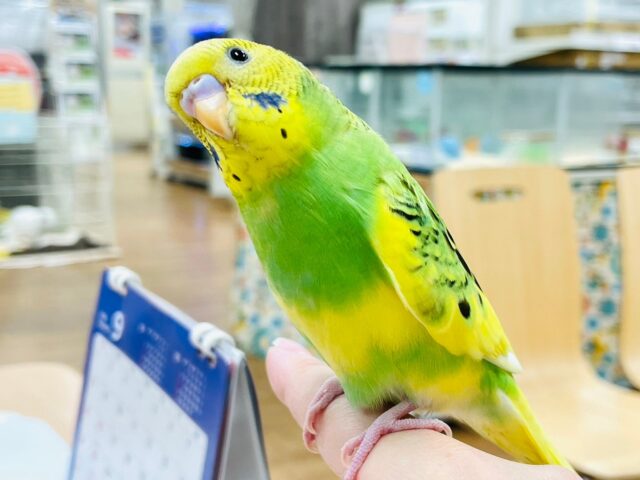 セキセイインコ