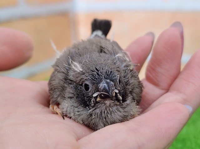 可愛いすぎる〜❤キンカ鳥のヒナ(ホオグロ)入荷しました❤