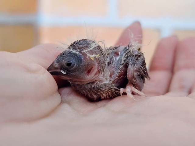 錦花鳥（キンカチョウ）