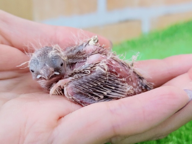 錦花鳥（キンカチョウ）