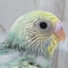 色合いたまらない～🌈 セキセイインコ(パステルレインボーパイド)