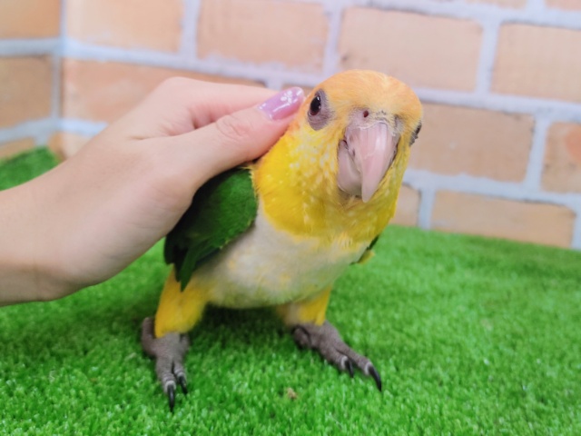 シロハラインコ