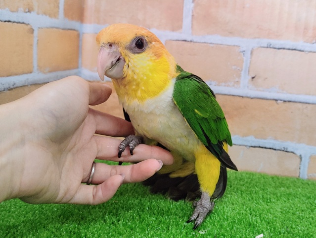 シロハラインコ