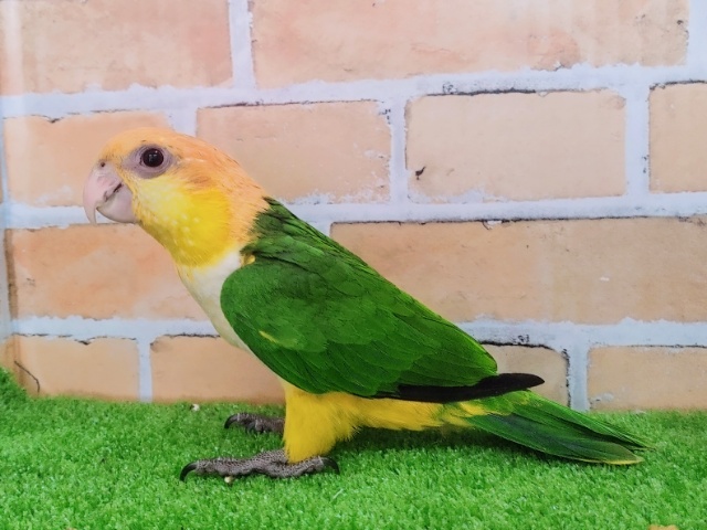 シロハラインコ