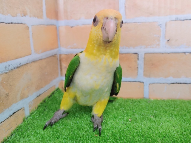 シロハラインコ