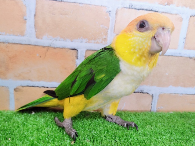 シロハラインコ