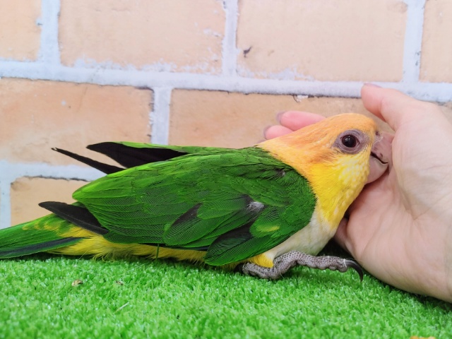 シロハラインコ