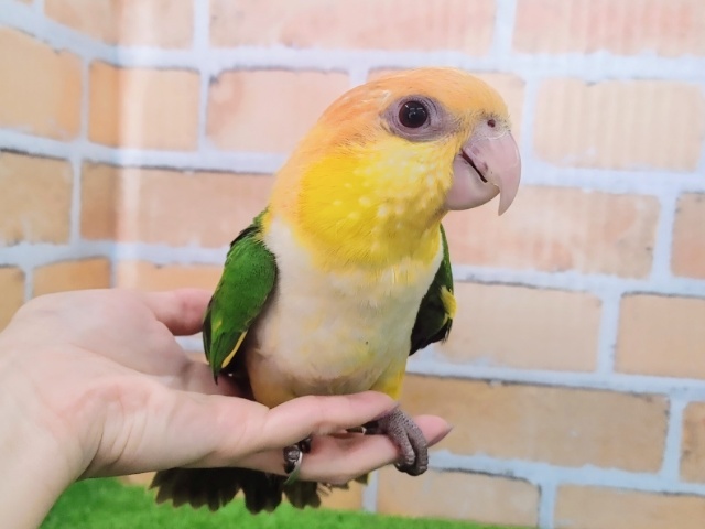 シロハラインコ