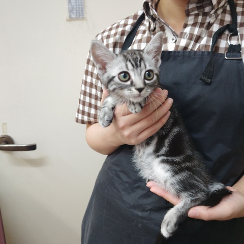 アメリカンショートヘア