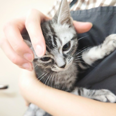 アメリカンショートヘア