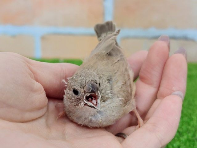 最新画像更新✨成長楽しみ❤キンカ鳥のヒナ(シナモン)入荷しました❤