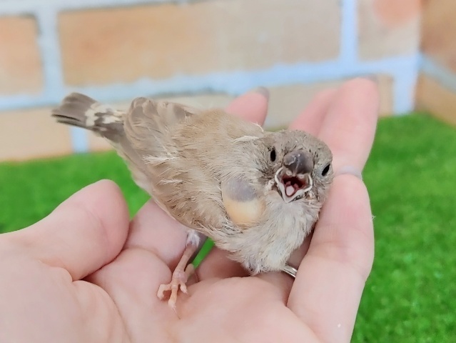 錦花鳥（キンカチョウ）