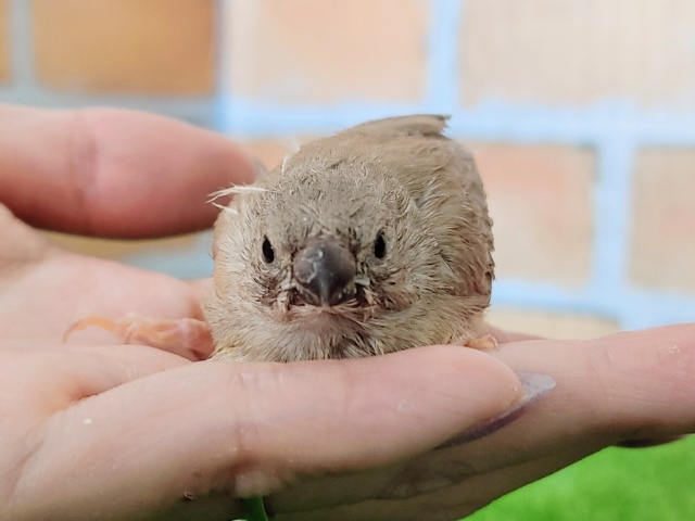 錦花鳥（キンカチョウ）