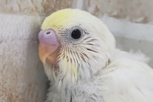 とろ～りクリームに夢中～🌟 セキセイインコ(クリーム)