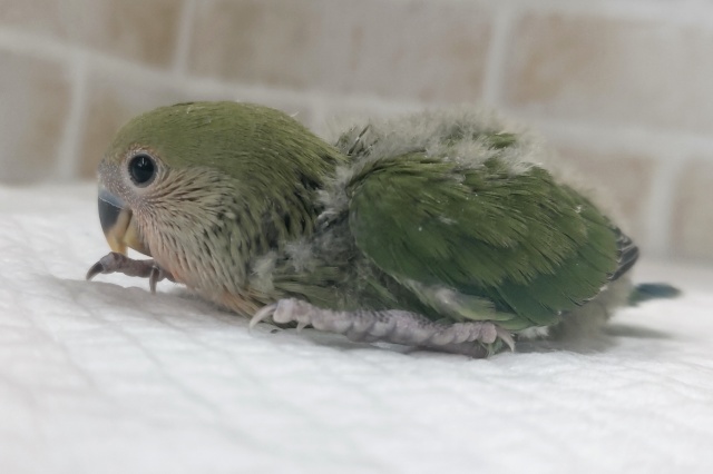 コザクラインコ（小桜インコ）