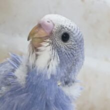 キレイな色合いとはこの事～🫧 セキセイインコ(スパングル)