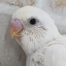 真っ白じゃないところが良き～🤍 セキセイインコ(ダブルファクター)