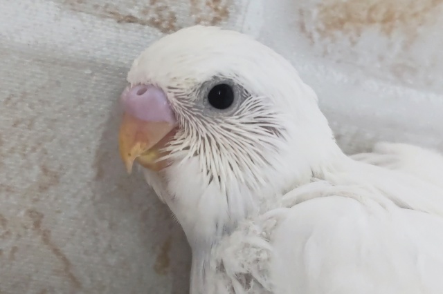 真っ白じゃないところが良き～🤍 セキセイインコ(ダブルファクター)