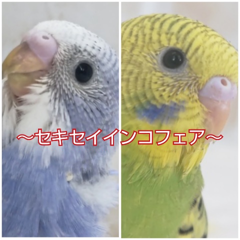 🍁期間限定🍁 個性いっぱいセキセイインコフェアー🎉