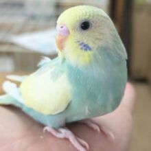 🌟最新画像🌟 色合いたまらない～🌈 セキセイインコ(パステルレインボー)