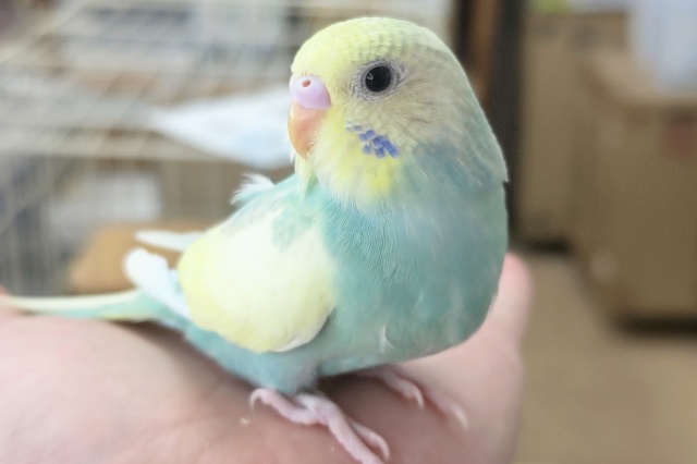 🌟最新画像🌟 色合いたまらない～🌈 セキセイインコ(パステルレインボー)