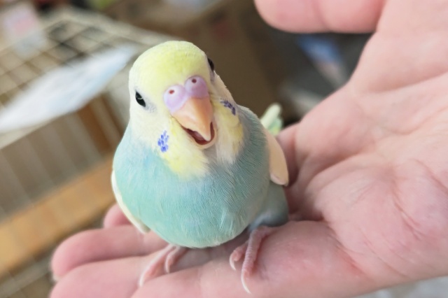 セキセイインコ