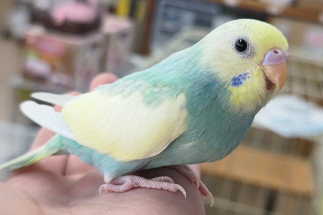 セキセイインコ